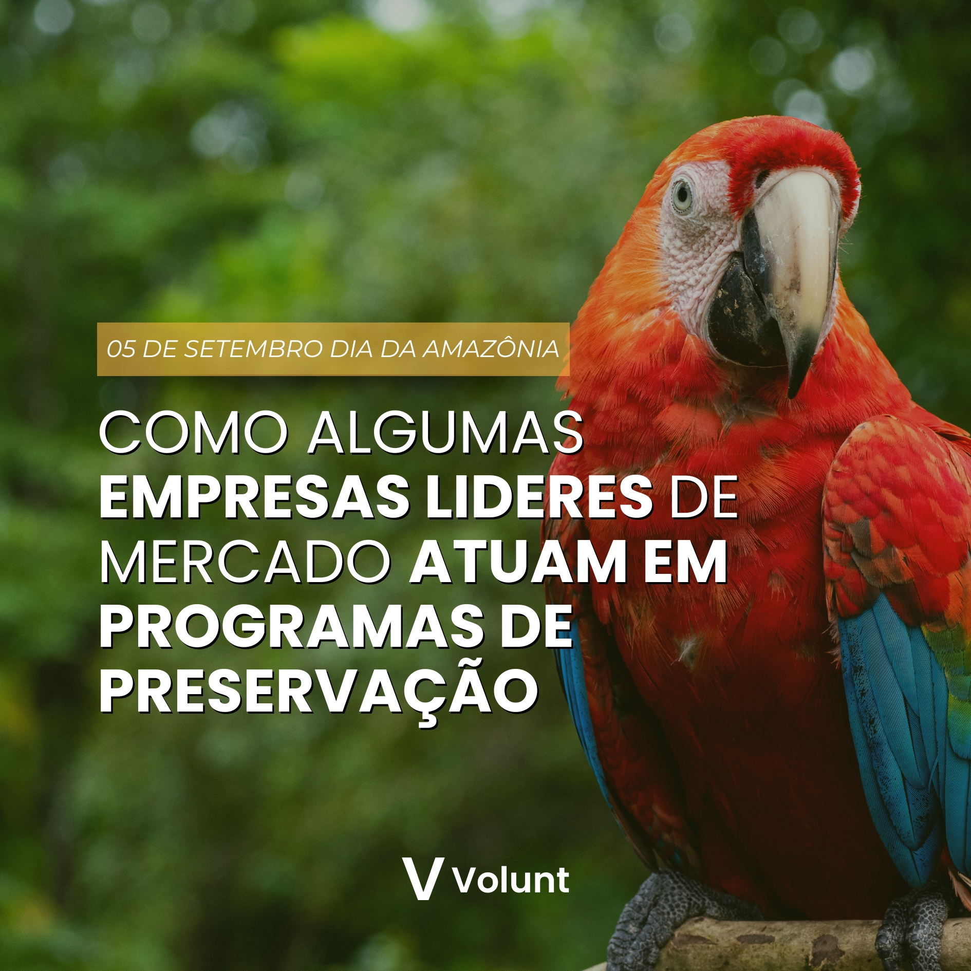 Amazônia em perigo: Como o Voluntariado Empresarial pode fazer a diferença